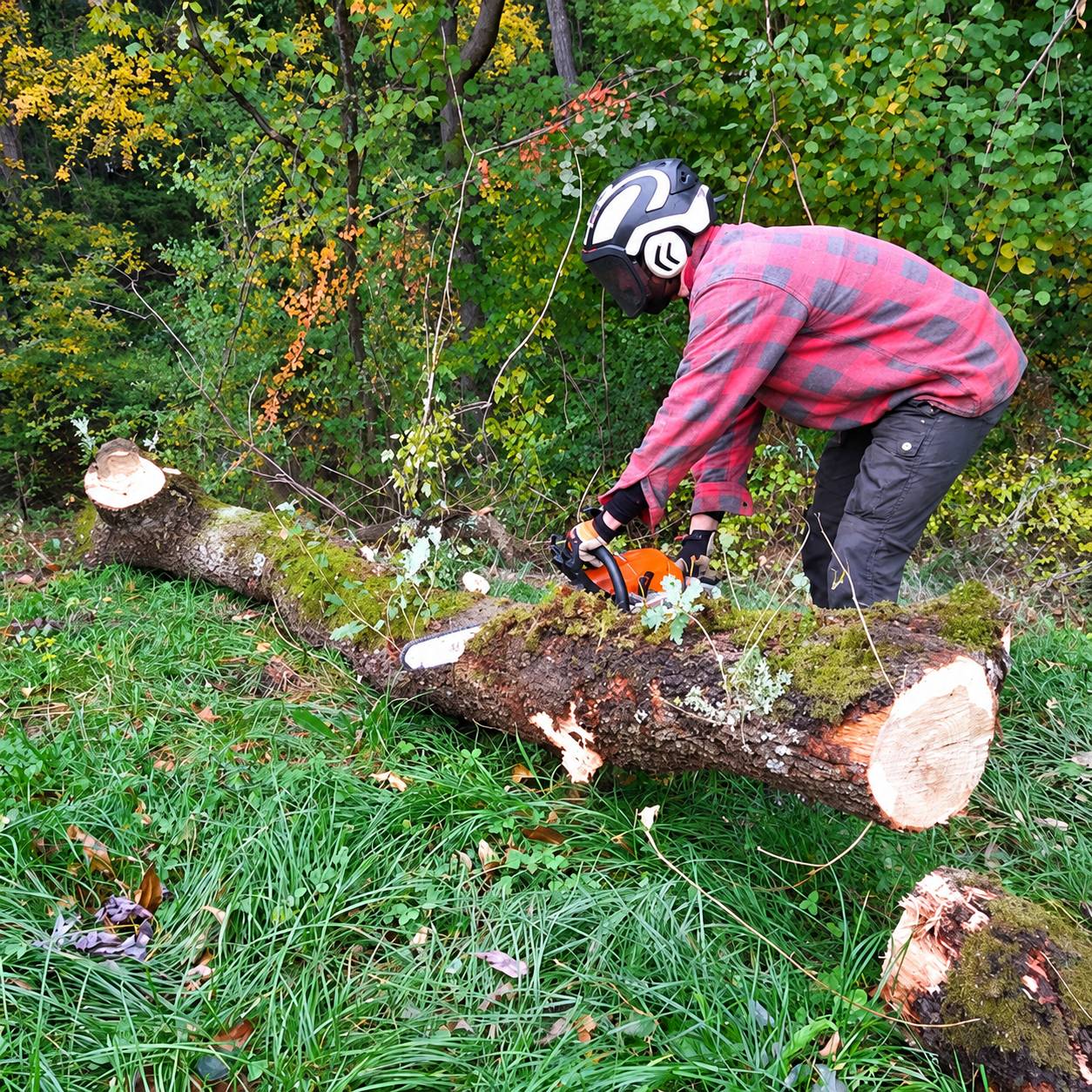 Un bûcheron casqué en chemise à carreaux rouge découpe à la tronçonneuse orange un tronc couché sur l'herbe, en lisière de forêt.