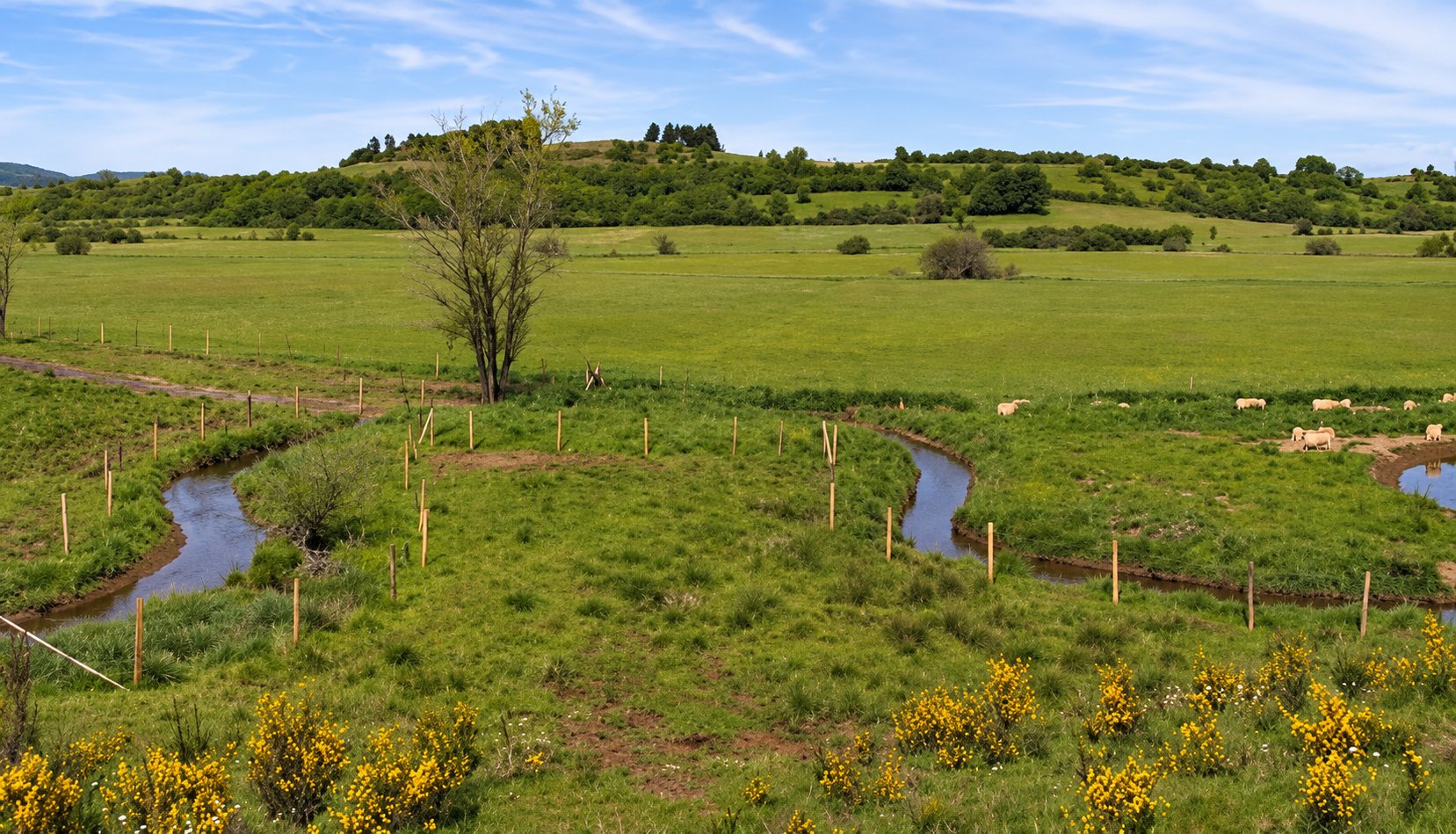Un petit cours d'eau aux méandres traverse une vaste prairie verte clôturée, avec des genêts en fleurs au premier plan et des collines boisées au loin.